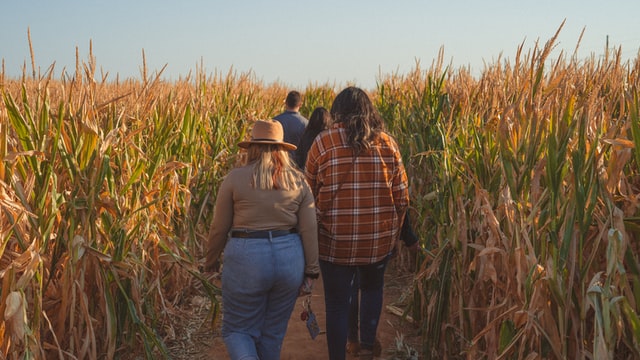 What I Learned in a Corn Maze