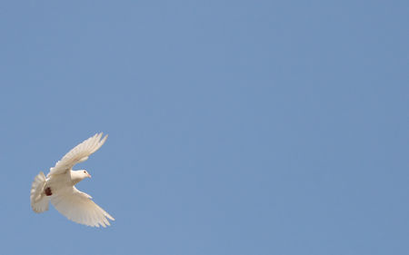Dove_flying.jpg