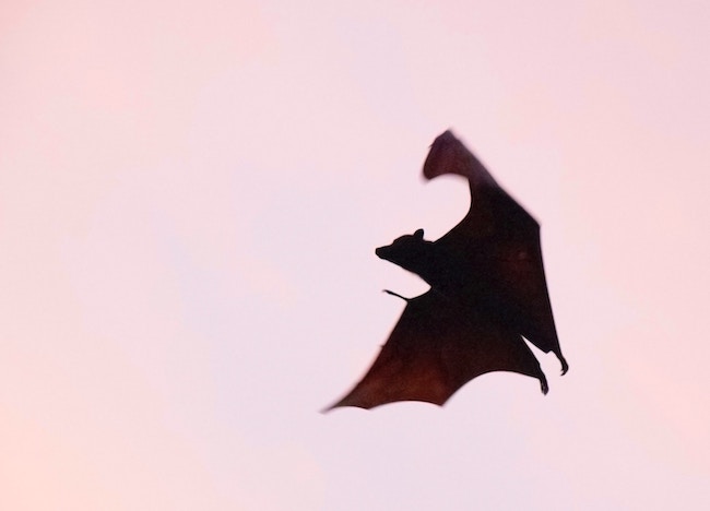 bat_vampire.jpg