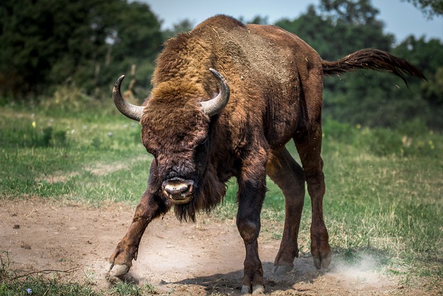 bison_angry.jpg