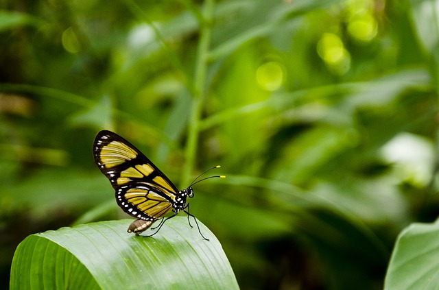 butterfly_leaf.jpg