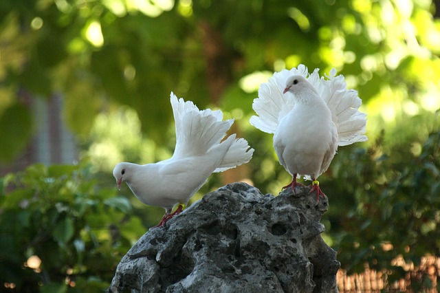 doves_in_nature.jpg