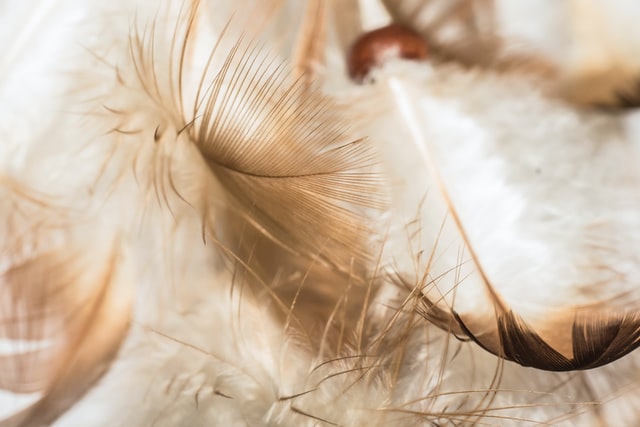 feathers.jpg