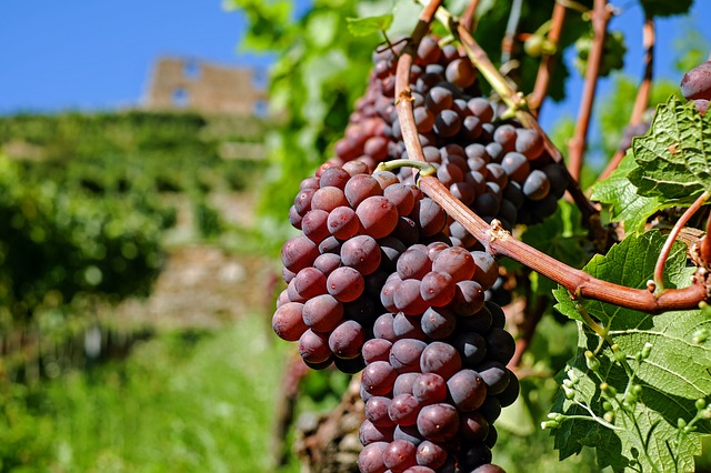 grape_vines.jpg