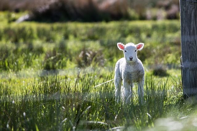 lamb_baby_meadow.jpg