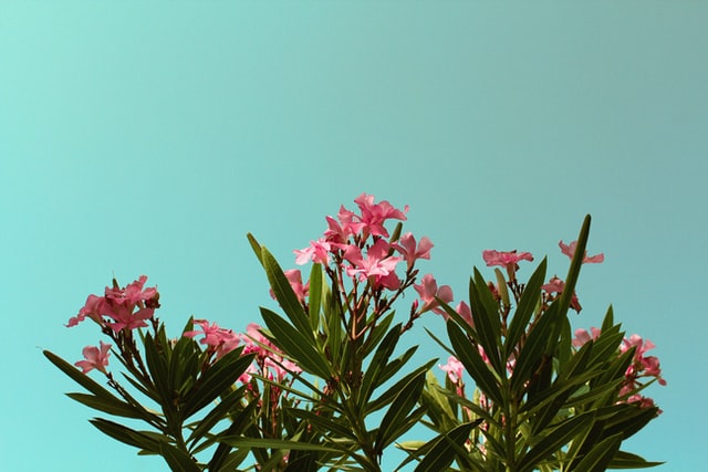 oleander.jpg