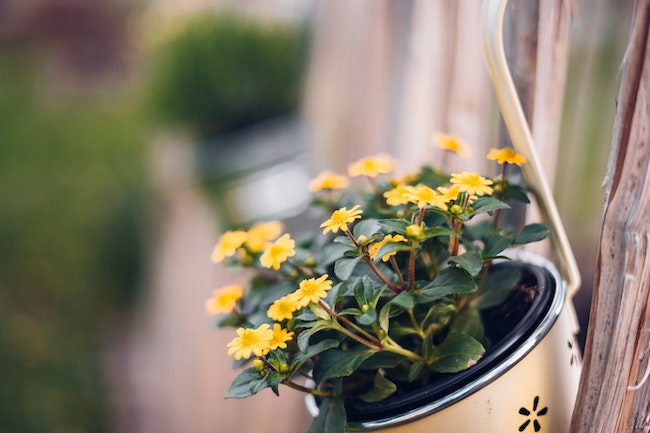 potted_flowers_yellow.jpg