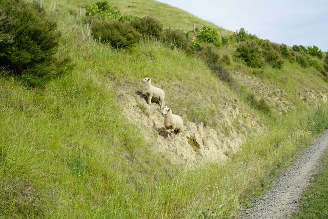 sheep_hillside.jpg