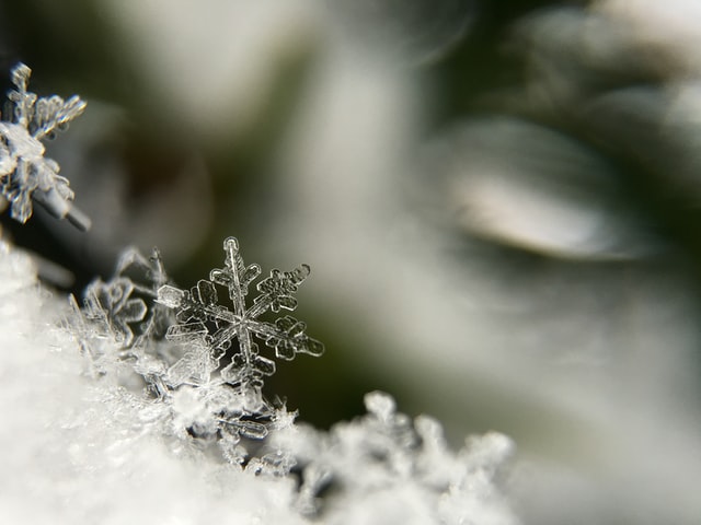 snowflakes_in_focus.jpg