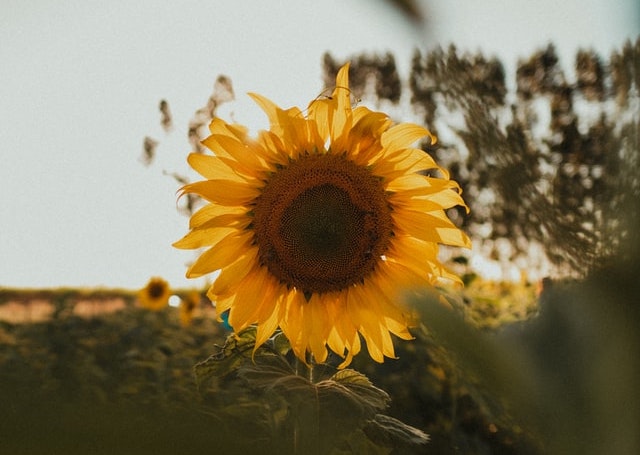 sunflower_in_focus.jpg
