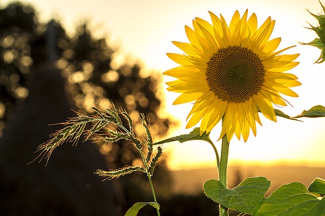 sunflower_silhouette.jpg