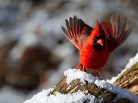 thumb_cardinal_winter.jpg