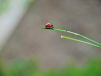 thumb_ladybug.jpg