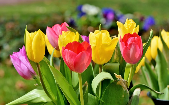 tulips_spring.jpg