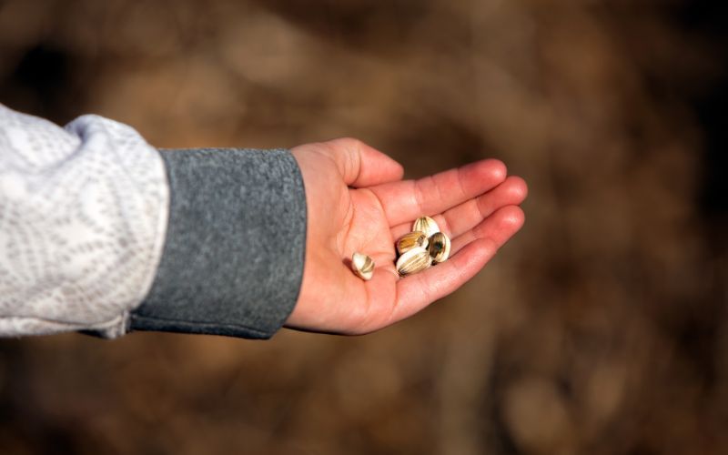 The Sunflower Seed Kid